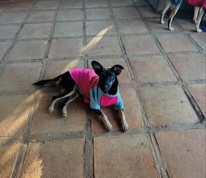 Cachorro ra a SRD-ViraLata idade 3 anos nome Nicole 