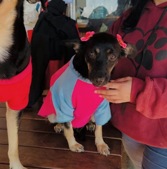 Cachorro ra a SRD-ViraLata idade 3 anos nome Nicole 