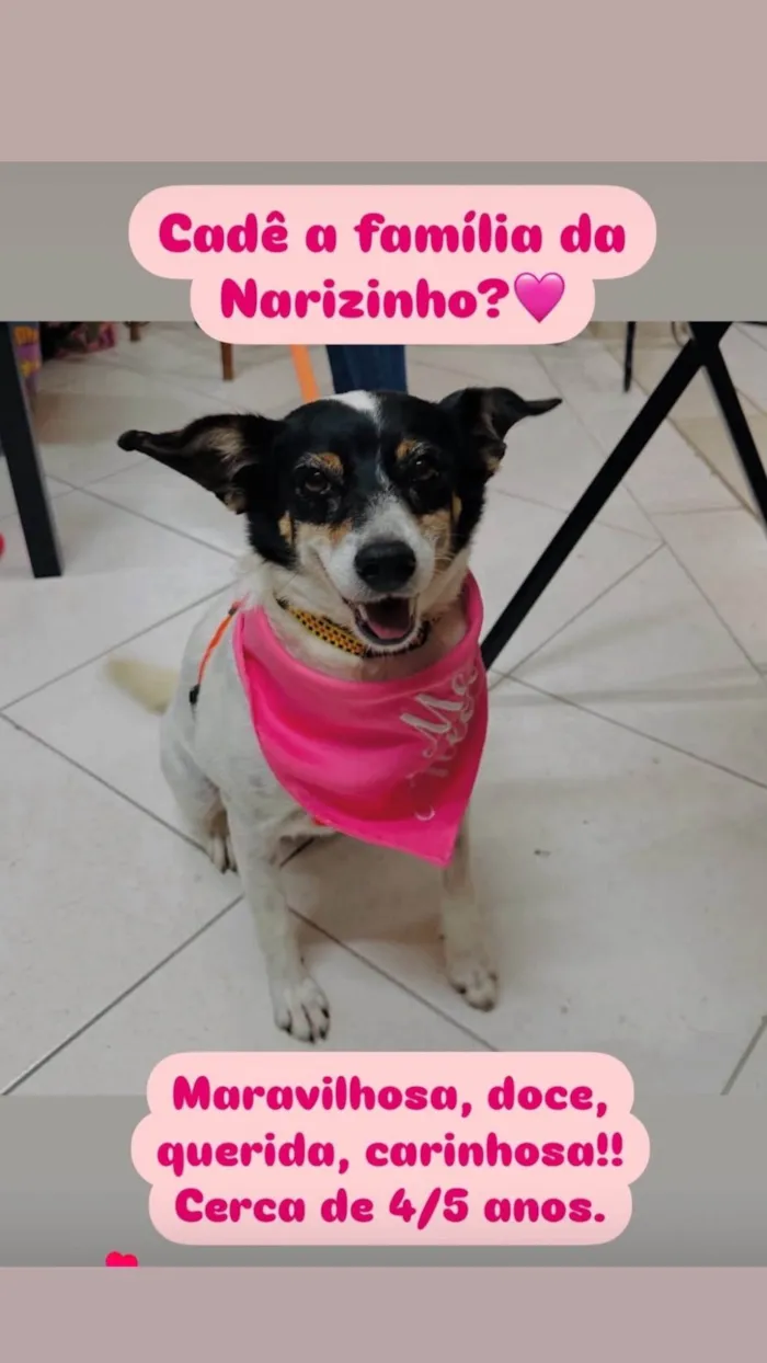 Gato ra a SRD-ViraLata idade 5 anos nome Narizinho 