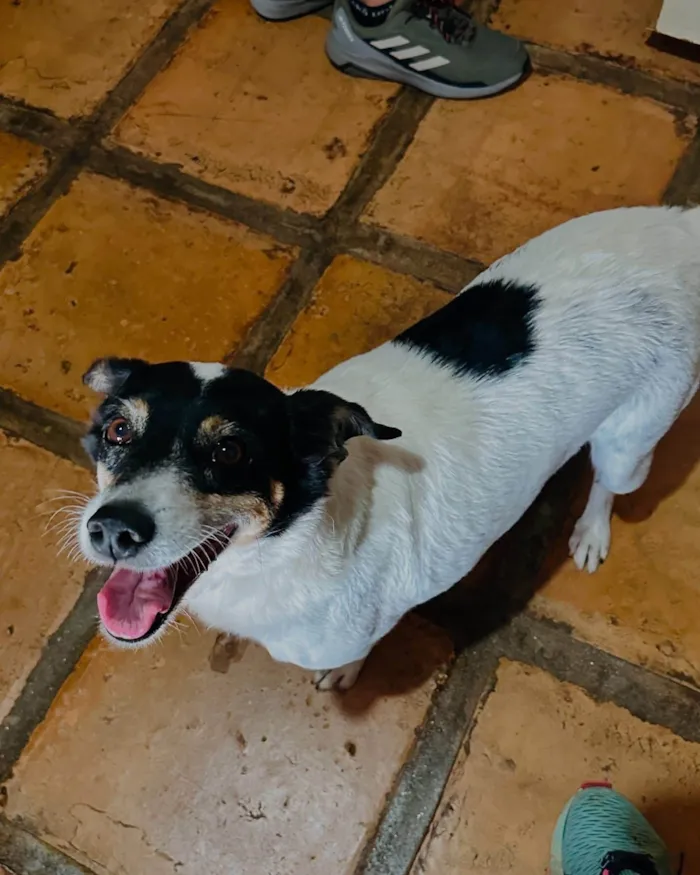 Gato ra a SRD-ViraLata idade 5 anos nome Narizinho 