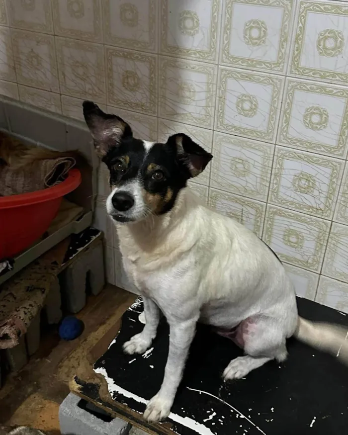 Gato ra a SRD-ViraLata idade 5 anos nome Narizinho 