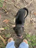 Docinho 