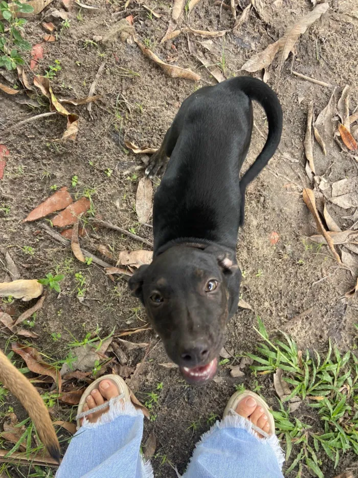 Cachorro ra a SRD-ViraLata idade 2 a 6 meses nome Docinho 