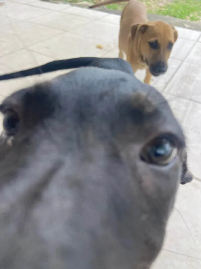 Cachorro ra a SRD-ViraLata idade 2 a 6 meses nome Docinho 
