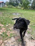Docinho 