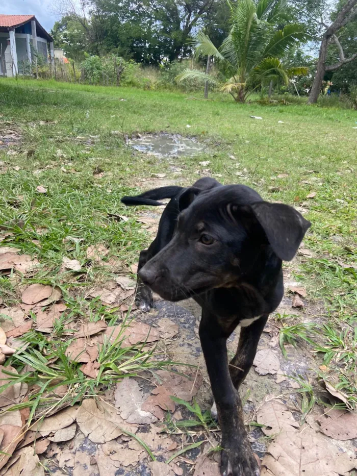 Cachorro ra a SRD-ViraLata idade 2 a 6 meses nome Docinho 