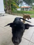 Docinho 