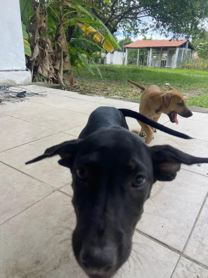 Cachorro ra a SRD-ViraLata idade 2 a 6 meses nome Docinho 