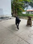 Docinho 