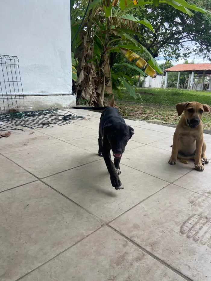 Cachorro ra a SRD-ViraLata idade 2 a 6 meses nome Docinho 