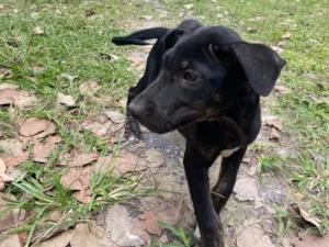 Cachorro raça SRD-ViraLata idade 2 a 6 meses nome Docinho 