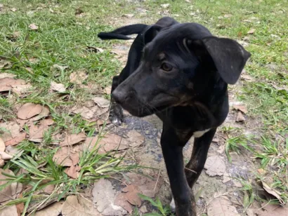 Cachorro raça SRD-ViraLata idade 2 a 6 meses nome Docinho 