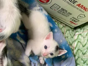 Gato raça SRD-ViraLata idade 2 a 6 meses nome Sem nome