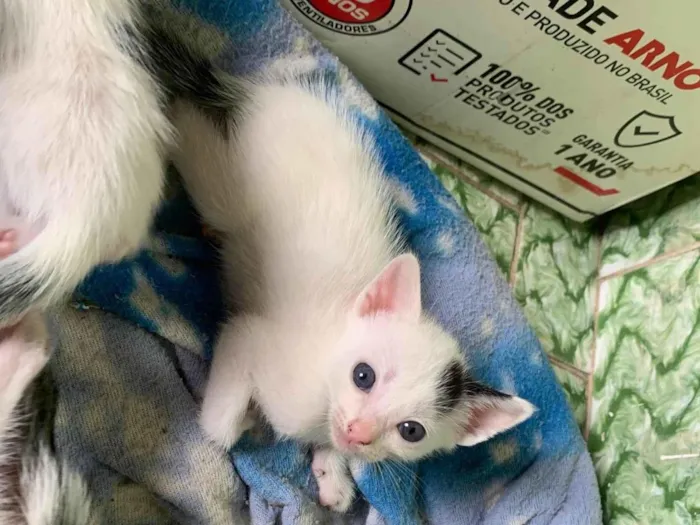 Gato ra a SRD-ViraLata idade 2 a 6 meses nome Sem nome