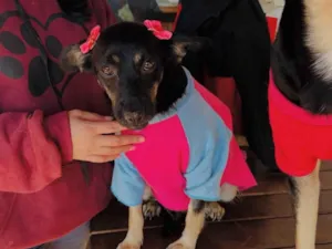 Cachorro raça SRD-ViraLata idade 3 anos nome Nicole 