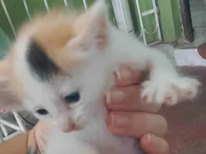 Gato raça SRD-ViraLata idade Abaixo de 2 meses nome Nina