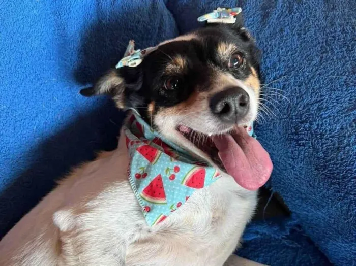 Gato ra a SRD-ViraLata idade 5 anos nome Narizinho 