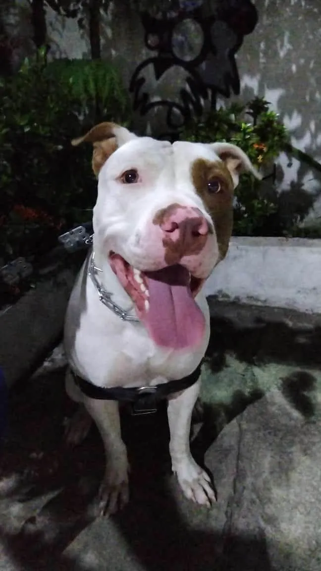 Cachorro ra a Pit-Bull idade 2 anos nome Thor