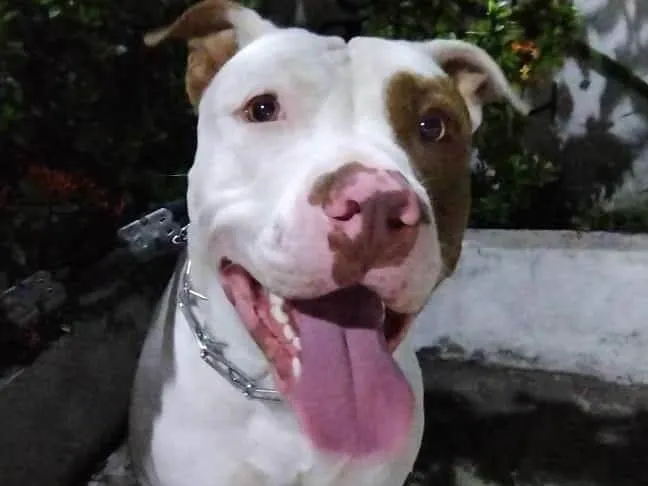 Cachorro ra a Pit-Bull idade 2 anos nome Thor