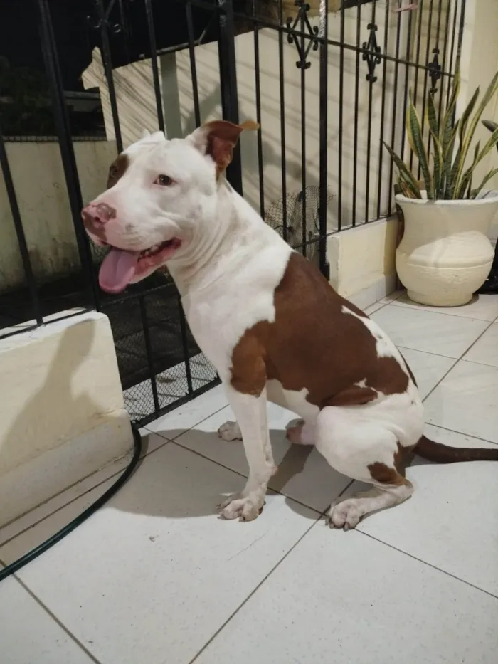 Cachorro ra a Pit-Bull idade 2 anos nome Thor