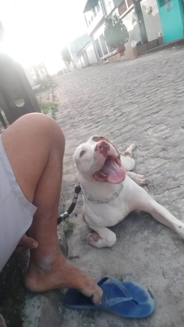 Cachorro ra a Pit-Bull idade 2 anos nome Thor