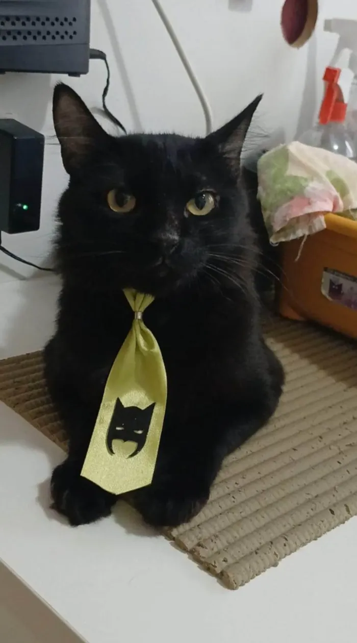 Gato ra a SRD-ViraLata idade 2 anos nome ORION