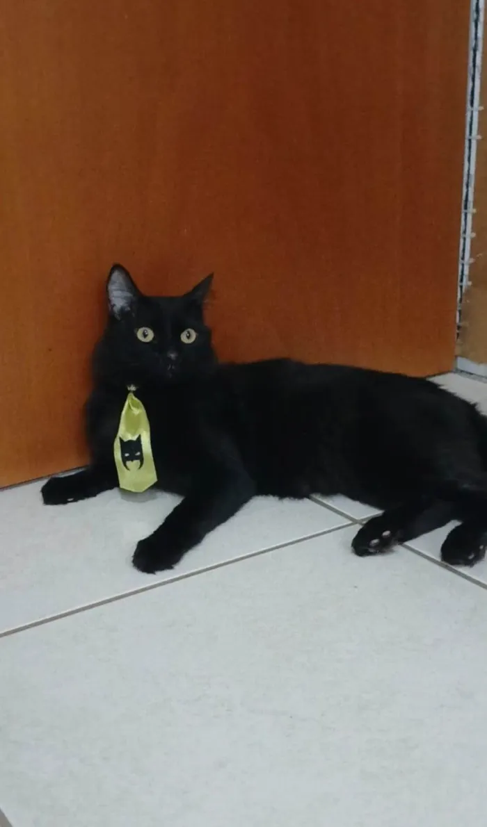 Gato ra a SRD-ViraLata idade 2 anos nome ORION