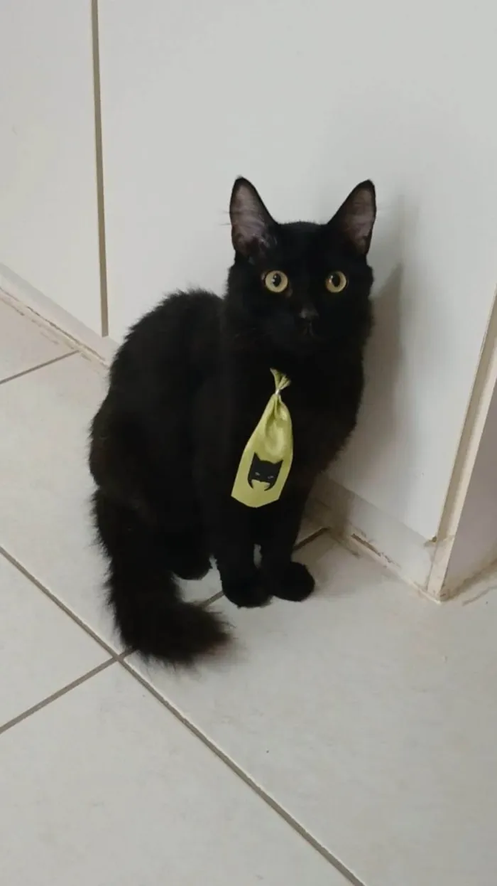 Gato ra a SRD-ViraLata idade 2 anos nome ORION