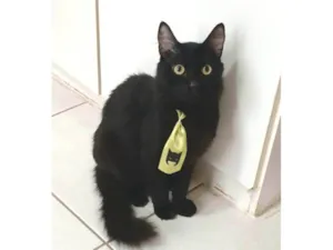 Gato raça SRD-ViraLata idade 2 anos nome ORION