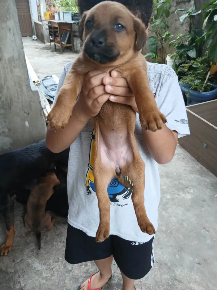 Cachorro ra a SRD-ViraLata idade Abaixo de 2 meses nome Não tem um nome ainda 