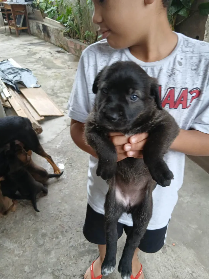 Cachorro ra a SRD-ViraLata idade Abaixo de 2 meses nome Não tem um nome ainda 