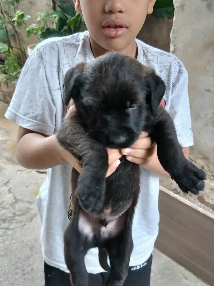 Cachorro ra a SRD-ViraLata idade Abaixo de 2 meses nome Não tem um nome ainda 