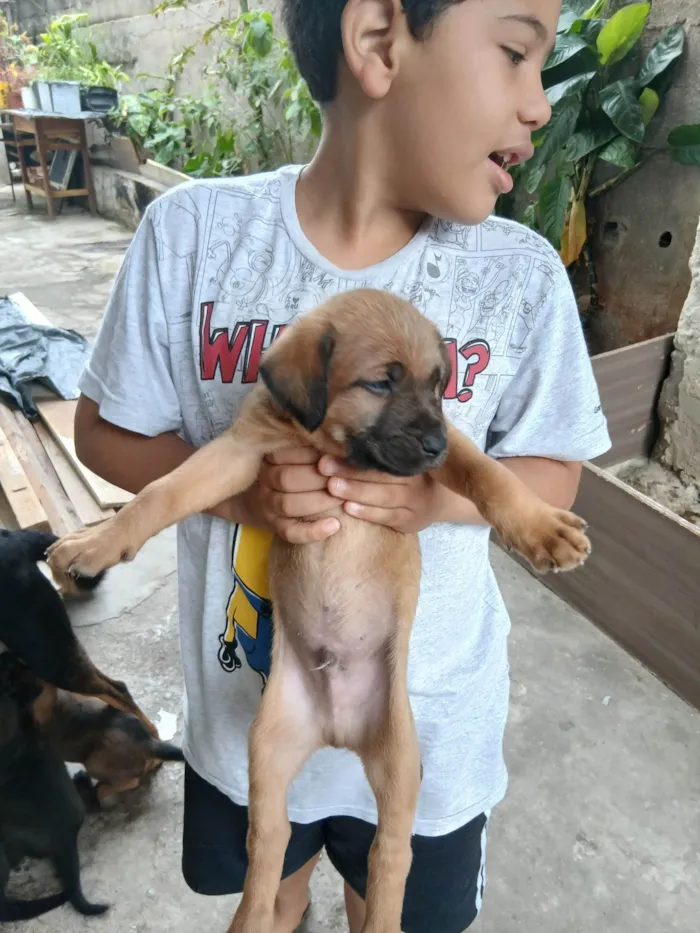 Cachorro ra a SRD-ViraLata idade Abaixo de 2 meses nome Não tem um nome ainda 