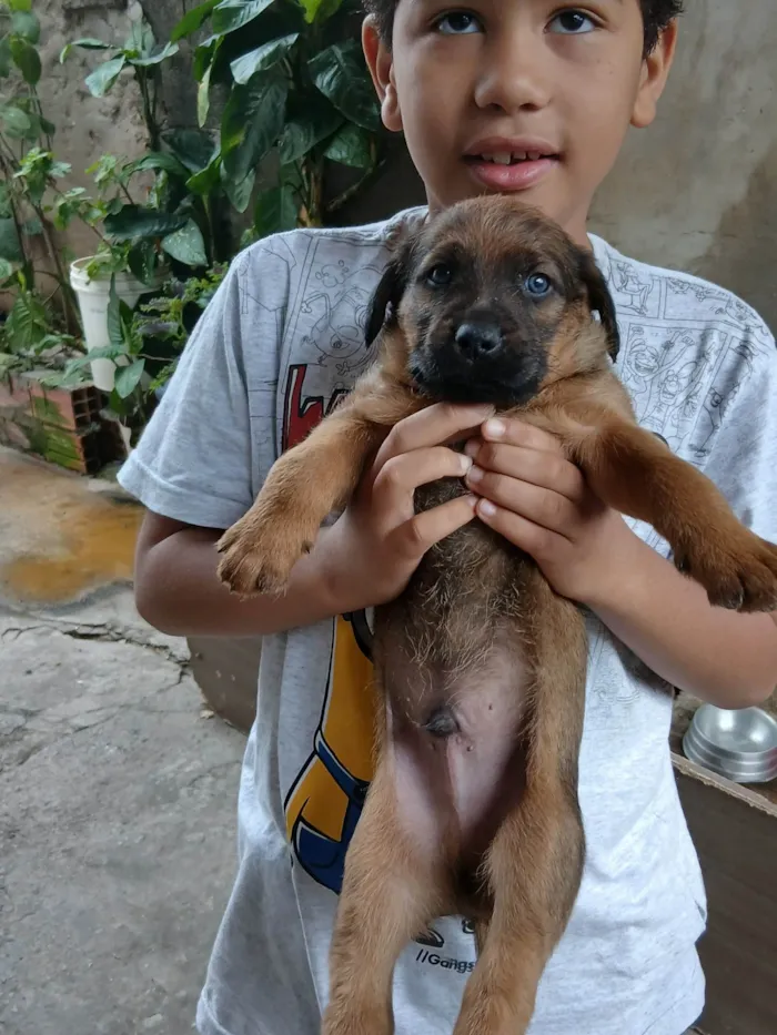 Cachorro ra a SRD-ViraLata idade Abaixo de 2 meses nome Não tem um nome ainda 