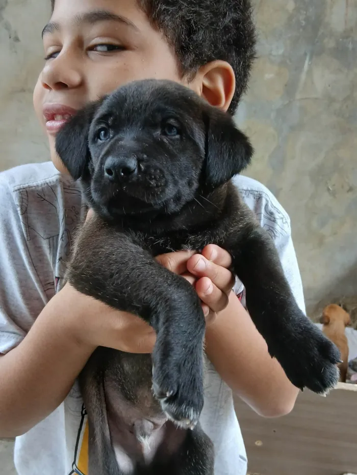Cachorro ra a SRD-ViraLata idade Abaixo de 2 meses nome Não tem um nome ainda 