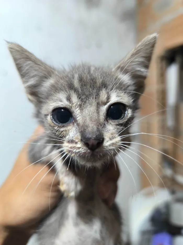 Gato ra a SRD-ViraLata idade 2 a 6 meses nome Frederico