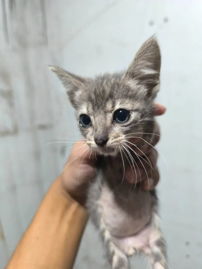 Gato ra a SRD-ViraLata idade 2 a 6 meses nome Frederico