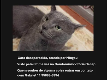 Gato raça SRD-ViraLata idade 3 anos nome Mingau 