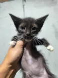 Felipe