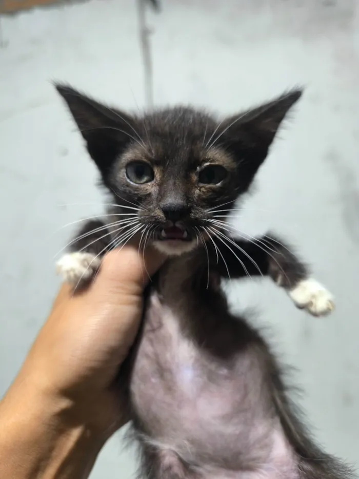 Gato ra a SRD-ViraLata idade 2 a 6 meses nome Felipe