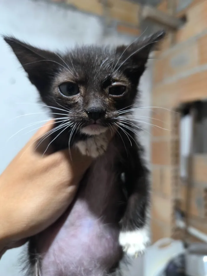 Gato ra a SRD-ViraLata idade 2 a 6 meses nome Felipe