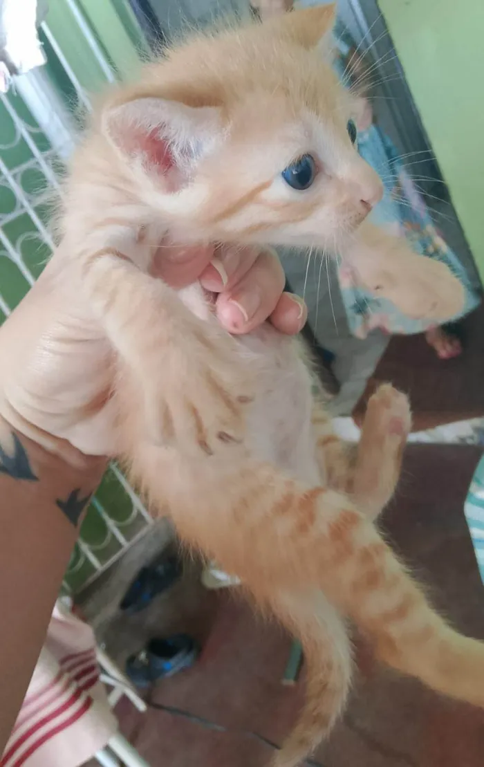 Gato ra a SRD-ViraLata idade Abaixo de 2 meses nome Guto
