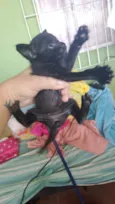 Pantera negra