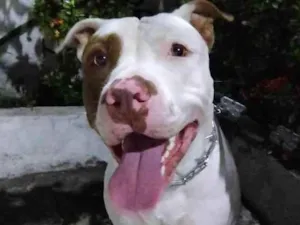 Cachorro raça Pit-Bull idade 2 anos nome Thor