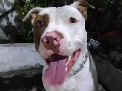 Cachorro raça Pit-Bull idade 2 anos nome Thor