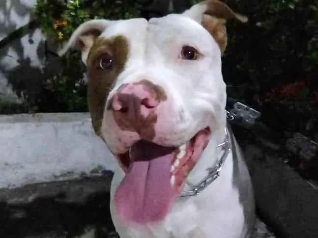 Cachorro ra a Pit-Bull idade 2 anos nome Thor