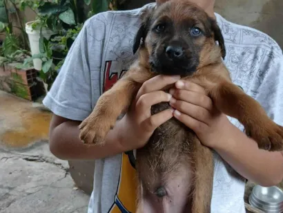 Cachorro raça SRD-ViraLata idade Abaixo de 2 meses nome Não tem um nome ainda 