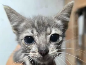 Gato raça SRD-ViraLata idade 2 a 6 meses nome Frederico