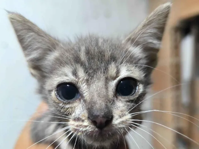 Gato ra a SRD-ViraLata idade 2 a 6 meses nome Frederico