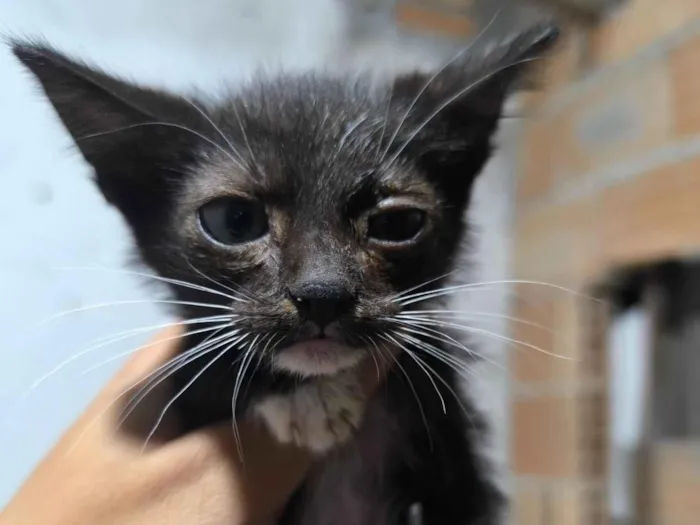Gato ra a SRD-ViraLata idade 2 a 6 meses nome Felipe